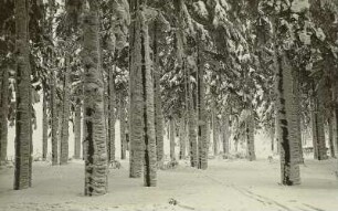 Winter im Erzgebirge. Winterwald bei Böhmisch Zinnwald (heute Cínovec / Tschechien)