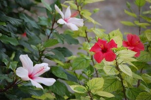 Insel Rhodos - Hibiskusblüten : Rhodos. Hibiskusblüten, aufgenommen auf Rhodos 2006