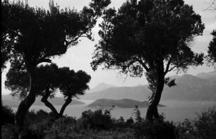 Lopud: Blick durch Olivenbäume auf die Bucht und Inseln