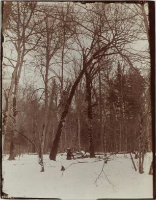 Winterwald