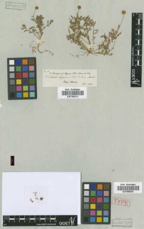 Cotula abyssinica A.Rich. [syntype]