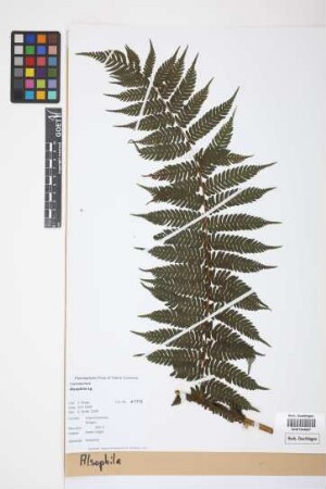 Alsophila