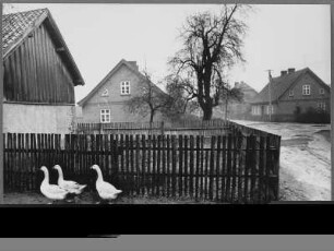 Dorfstraße mit Gänsen