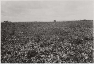 Graslandschaft zwischen der Fazenda Boa Esperanca und dem Rio Brilhante : 9,57 km von der Fazenda Boa Esperanca entfernt