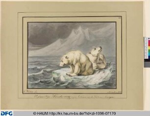 Unfreiwillige Wanderung zweier Eisbären