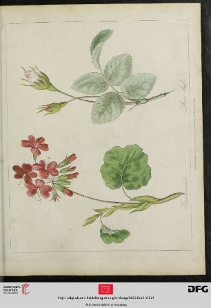[Plate 111] Plate 106 Geraneum. Rose-bud [(koloriert)]