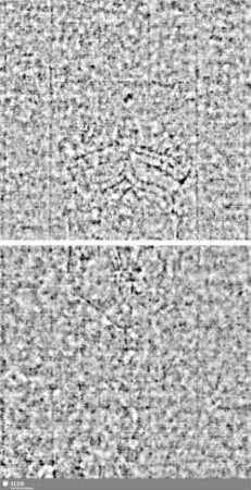 Lilienschild + IESV / LW = S.33/34+61/62
