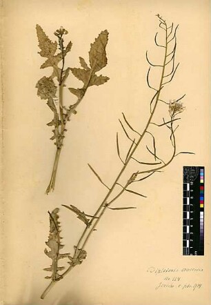 Cruciferae Diplotaxis erucoides Candolle, Augustin Pyramus de (1778 - 1841) [Jericho, Tell es-Sultan, Yeriho]