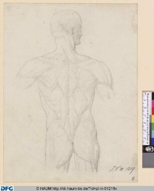 Anatomische Studie (nach Leonardo da Vinci?)