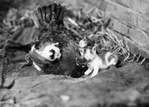 Huhn und Kätzchen