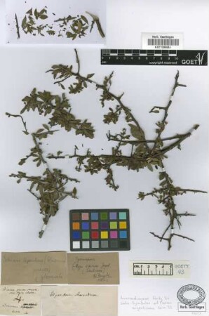 Duvaua praecox Griseb. var. Griseb. glomerata[syntype]