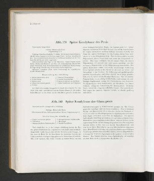 Abb. 140 Spitze Kondylome der Glans penis