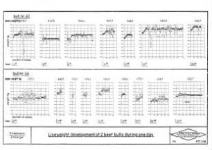Liveweight development of 2 beef bulls during one day