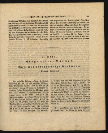 VI. Tafel. Eingeweide - Wuermer.