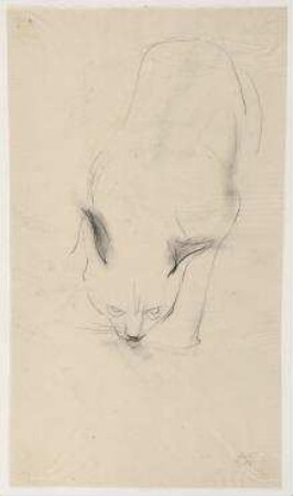 Katze
