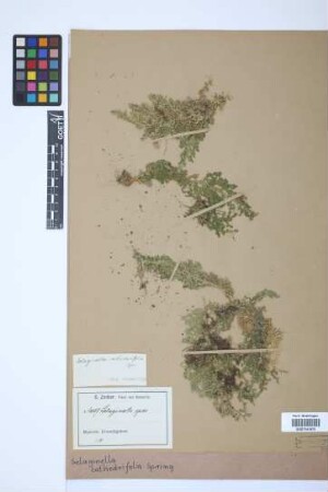 Selaginella cathedrifolia Spring