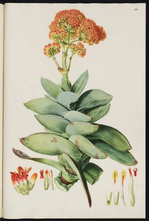 Crassula decussata : "Crassula decussata" Zeichnung bez. J.C.J. Friedrich 1799. Fol. 131 aus: Friedrich, Jacob: Plantae selectae vivis coloribus depictae Band 2 . [S.l.], 1800. Dresden: SLUB S.B.146-2