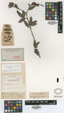 Coccoloba pallida C.Wright ex Griseb. [holotype]