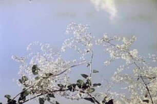 Blühende Zweige eines Baumes im Kupark am Klinikum in Bankja