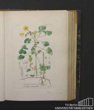Oxalideae. Oxalis Stricta Jacq. Straffer Sauerklee.