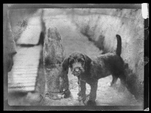 Junger angeketteter Hund neben Geschützmunition