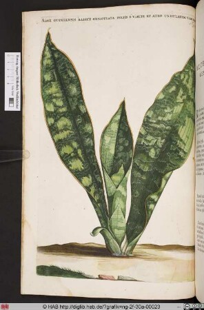 ALOE GUINEENSIS RADICE GENICULATA.