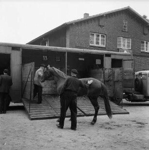 Gestüt "Buchenhof": Vorführung der Traber: Verladen des Hengstes "Permit" in Pferdetransporter: im Hintergrund Wohngebäude