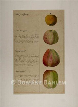 Tuschzeichnung "Äpfel"