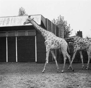 Zoo Giraffe : Zootiere. Giraffen