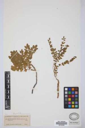 Bencomia moquiniana Webb & Berth.