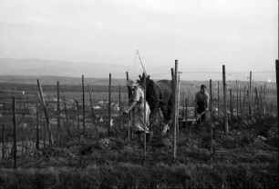Ihringen: Pflug mit Pferd zwischen Weinreben