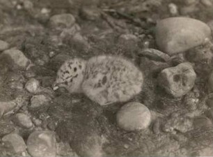 Silbermöwe (Larus argentatus), Dunenjunges auf Langenwerder, Frühjahr 1927