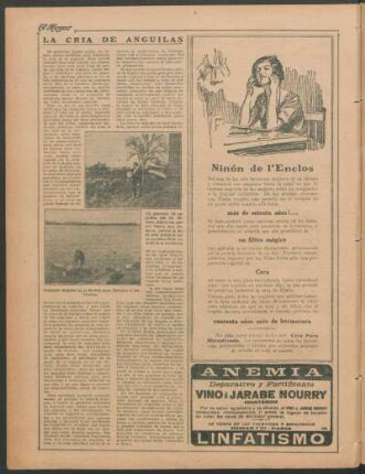 La cría de anguilas