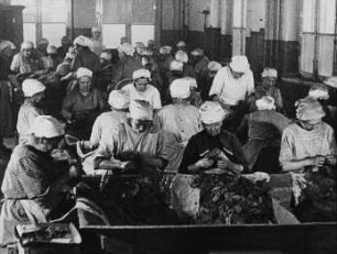 Szene aus dem Dokumentarfilm "Ein Besuch bei der Orientalischen Tabak- und Zigarettenfabrik 'Yenidze'": Arbeiterinnen beim Sortieren der Tabakblätter