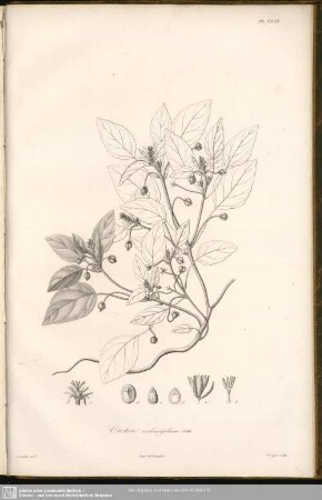 Croton verbascifolium, Sibth