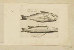Schellfisch und Hecht, Blatt 6 der Folge "Fische und andere Meerestiere"