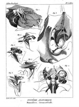 Pl. LXI bis. Systême Anatomique. Mammifères. Cerveau et Oreille.