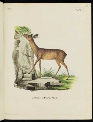 Suppl. CCLXVI. A. Antilope melanotis Afzel.