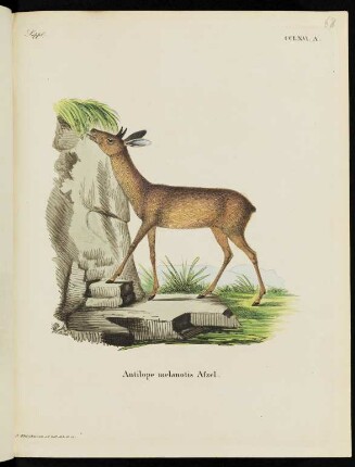 Suppl. CCLXVI. A. Antilope melanotis Afzel.