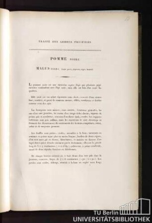 7. Pomme Noire. Malus nigra, fructu parvo, depresso, nigro, brumali.