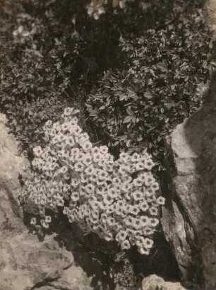 Blaugrüne Steinbrech (Saxifraga caesia). Schlern, Dolomiten