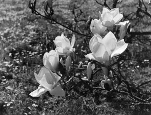 Konstanz-Litzelstetten. Insel Mainau. Schloßpark. Blühender Magnolienzweig