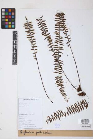 Asplenium pellucidum