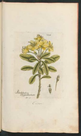 284. Rhododendron chrysanthum