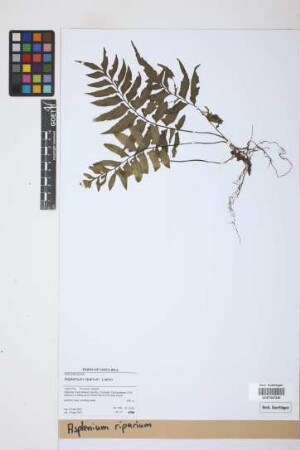 Asplenium riparium Liebm.