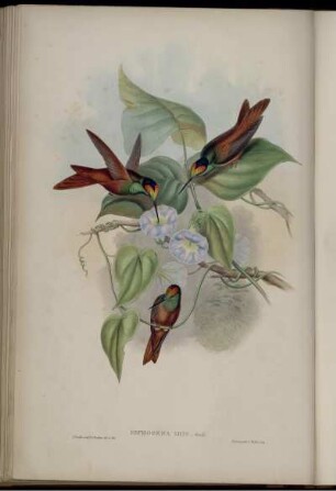 Diphlogena Iris. [bis] Diphlogæna Aurora.