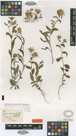 Inula britannica L. var. rupestris Griseb. & Schenk[type]