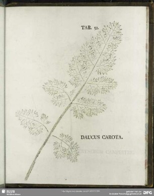 Tab. 52. Daucus Carota. (Möhre)