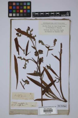 Anchusa angustifolia