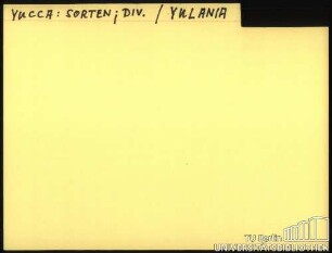 YUCCA: Sorten; Diverses; YULAN.
